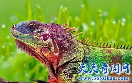 迷惑摇滚变色龙1.jpg