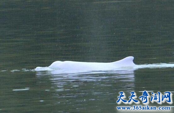 广州佛山河中发现白海豚，白海豚淡水中仅能坚持三天！
