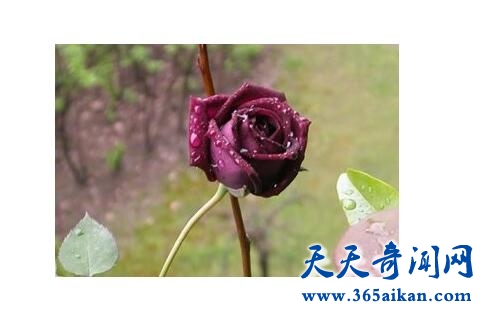 路易十四6.jpg