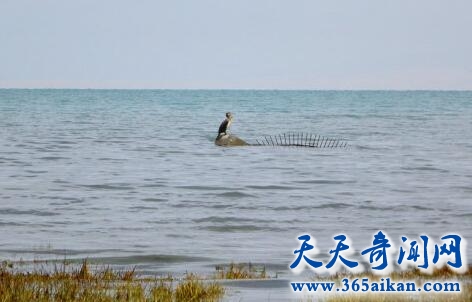 青海湖水怪4.jpg