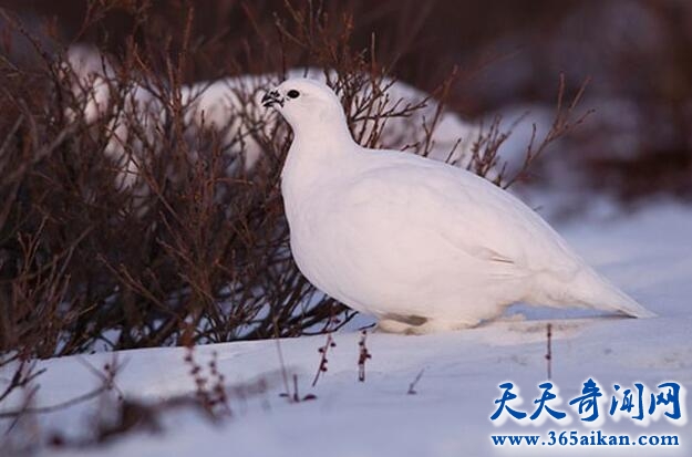 冰雪风暴中来去自如的鸟类——柳雷鸟