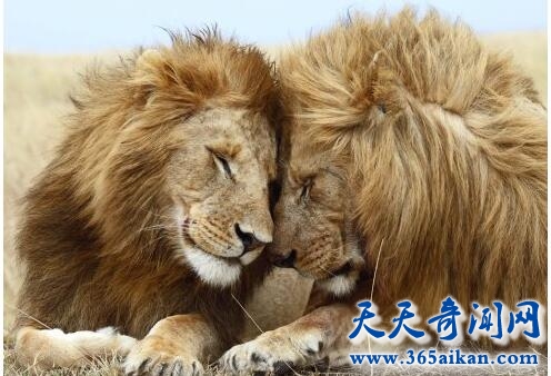 中国是一头沉睡的雄狮3.jpg