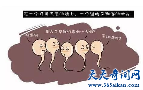 精子和卵子2.jpg