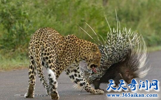 饥饿的猎豹2.jpg