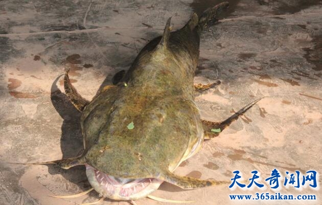 巨魾2.jpg