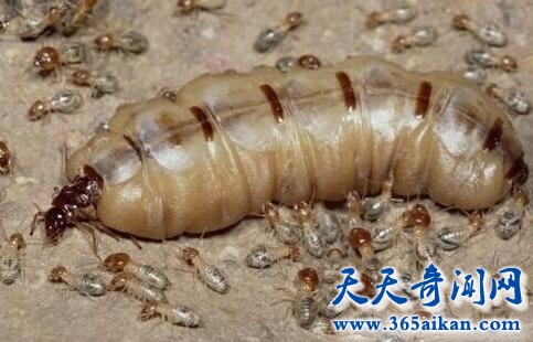 白蚁蚁后1.jpg