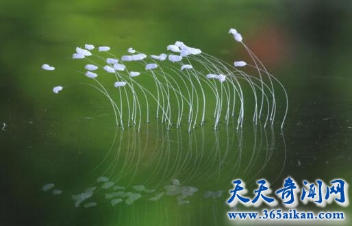 优昙婆罗花1.jpg