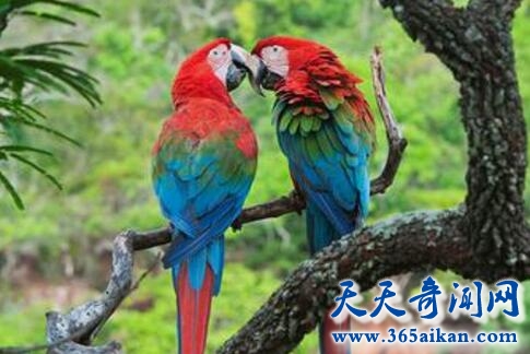 细数中国象征爱情的鸟类有哪些？让爱情鸟带着您的爱情直到永远！