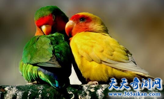 细数中国象征爱情的鸟类有哪些？让爱情鸟带着您的爱情直到永远！