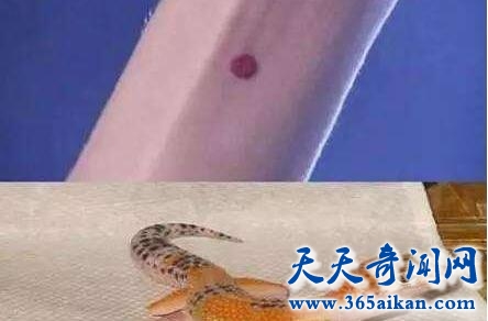 守宫砂2.jpg
