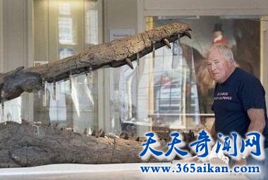 上龙化石1.jpg