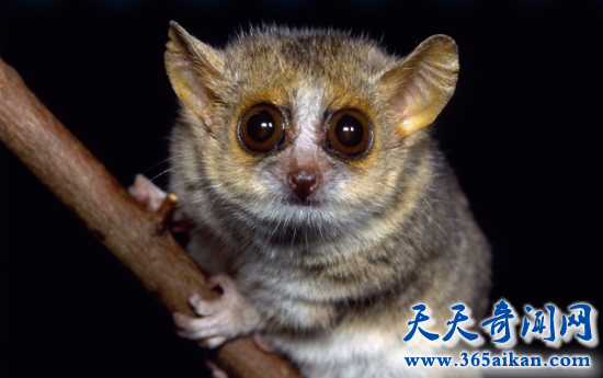 世界上最萌的哺乳动物，小小鼠狐猴竟然是大力士！