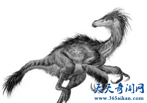 长有羽毛的恐龙化石4.jpg
