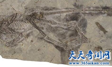 长有羽毛的恐龙化石1.jpg