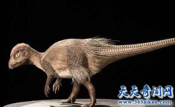 长有羽毛的恐龙化石2.jpg