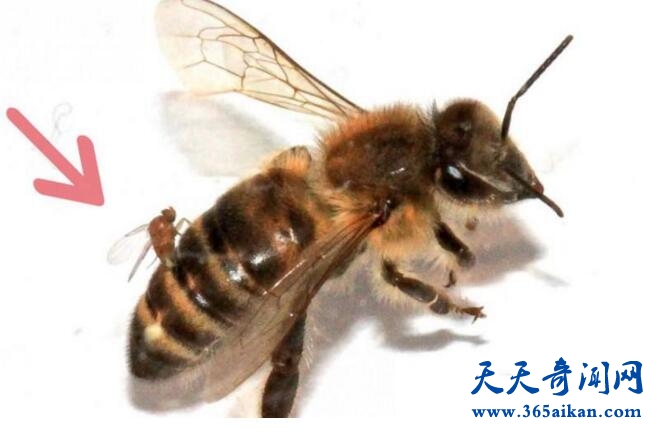 美国惊现僵尸蜜蜂，大批蜜蜂死亡引起养蜂人关注