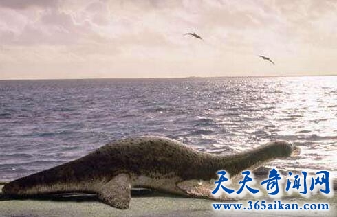 大海蛇1.jpg