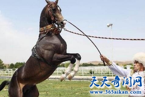汗血宝马5.jpg