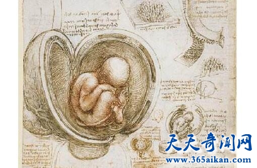 子宫内的胎儿图.jpg