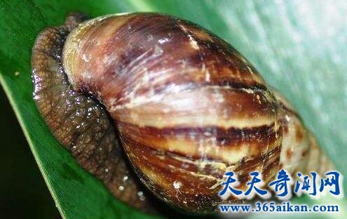 非洲大蜗牛3.jpg