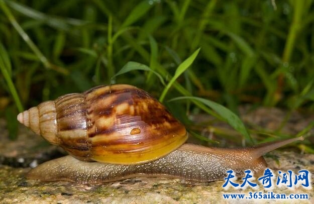 非洲大蜗牛.jpg
