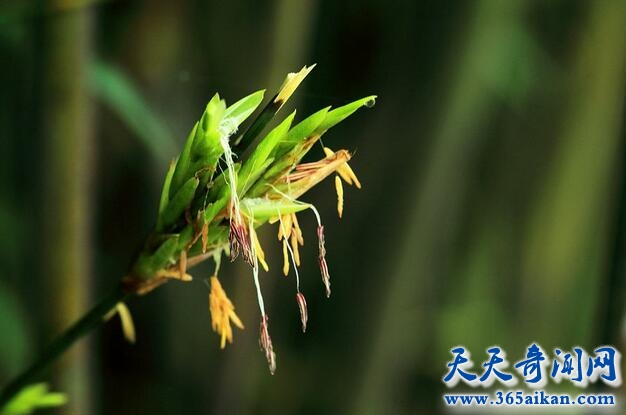竹子开花1.jpg