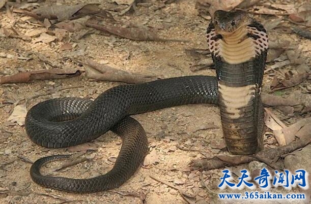 眼镜王蛇