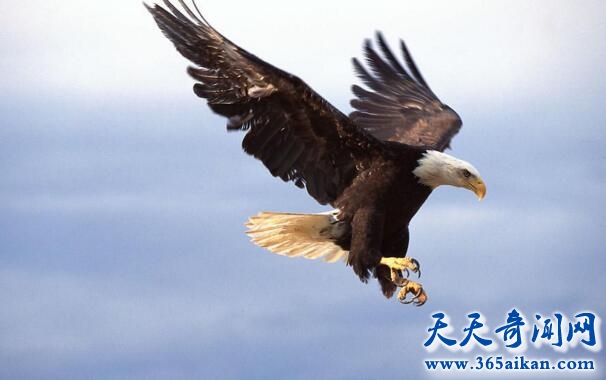 眼镜王蛇和眼镜蛇的区别有哪些？眼镜王蛇的天敌是谁？