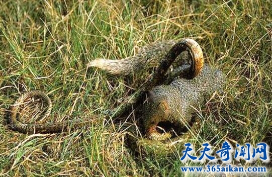 眼镜王蛇和眼镜蛇的区别有哪些？眼镜王蛇的天敌是谁？