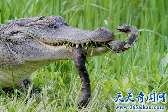 眼镜王蛇和眼镜蛇的区别有哪些？眼镜王蛇的天敌是谁？