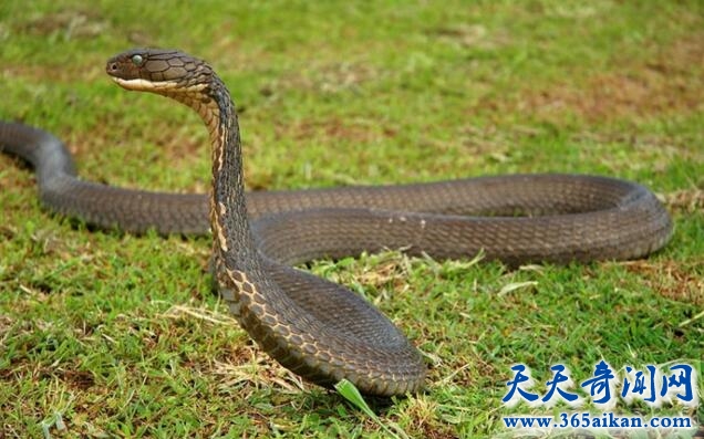 眼镜王蛇