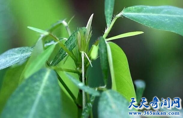 跳舞草指的什么？揭秘：跳舞草为什么会跳舞？