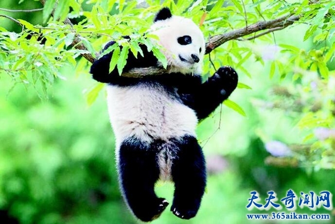 外国有大熊猫吗？.jpg