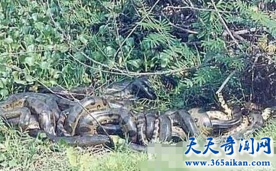 南京挖出140米大蟒蛇1.jpg