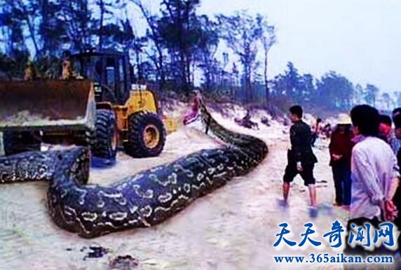 南京挖出140米大蟒蛇3.jpg