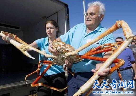 日本蜘蛛蟹杀人是真的吗？日本蜘蛛蟹好吃吗？