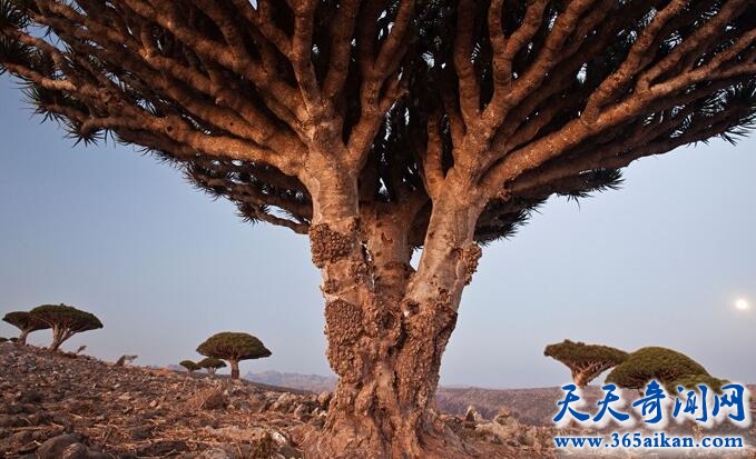 长相酷似外星飞碟的龙血树，龙血树的麒麟竭是名贵的中药