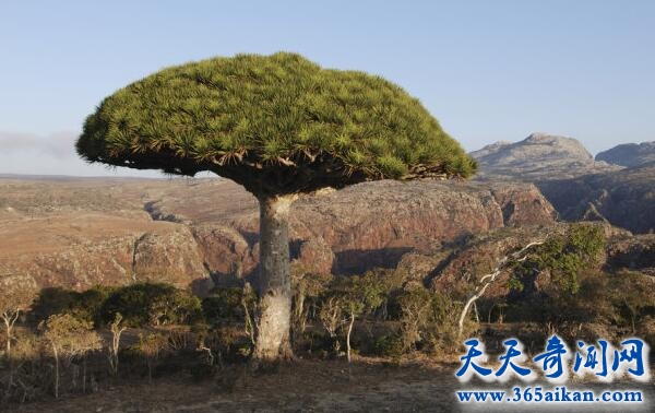 长相酷似外星飞碟的龙血树，龙血树的麒麟竭是名贵的中药