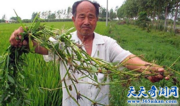 外来入侵物种的危害