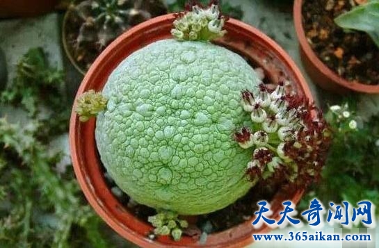 凝蹄玉