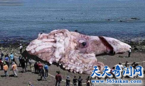 国外惊现北太平洋巨型章鱼巨大无比!揭秘:北太平洋巨型章鱼究竟有多大?