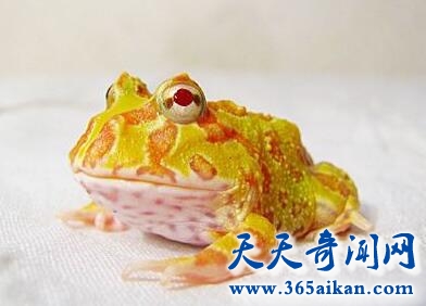 黄金角蛙该如何饲养?揭秘:黄金角蛙寿命有多长呢?