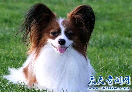 蝴蝶犬多少钱一只 蝴蝶犬为什么那么粘人