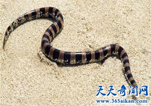 世界上最毒的蛇，毒性是眼镜王蛇的两万倍