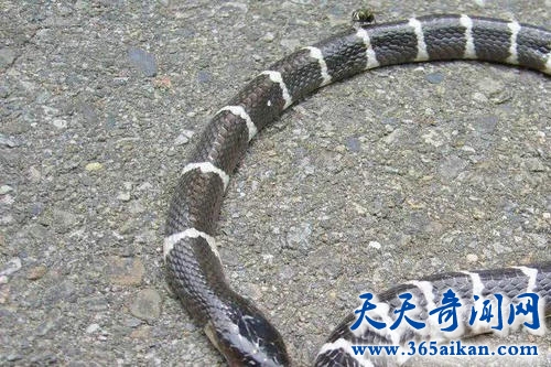 陕西21岁女孩网购银环蛇当宠物，被咬后脑死亡