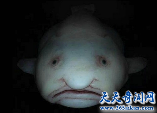 水滴鱼最吓人的图片，长得丑出来吓人就不对了