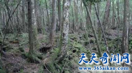 世界上最阴森的森林——日本青木原森林