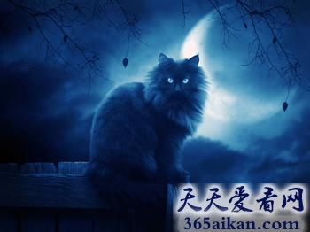 近代灵异档案解密：夜狸猫事件详细情况！