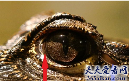 探索动物界中的顶级掠食者鳄鱼眼泪的前因后果