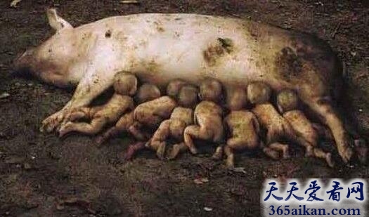 奇闻，母猪生下8个小孩难道是基因变异
